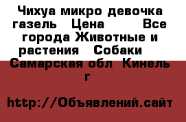 Чихуа микро девочка газель › Цена ­ 65 - Все города Животные и растения » Собаки   . Самарская обл.,Кинель г.